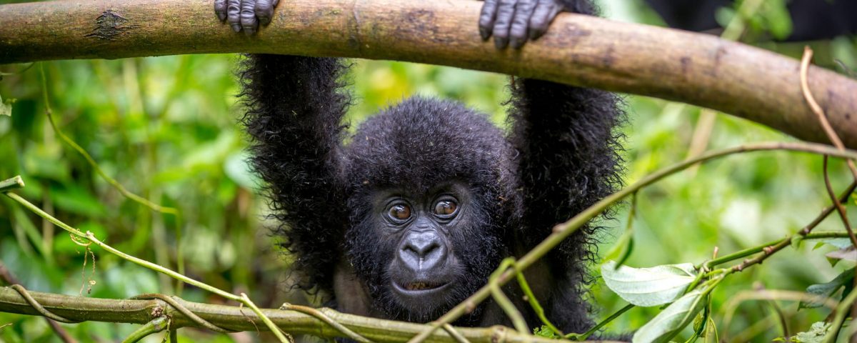 Rwanda Gorilla & Cultural Tour