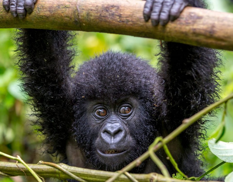Rwanda Gorilla & Cultural Tour
