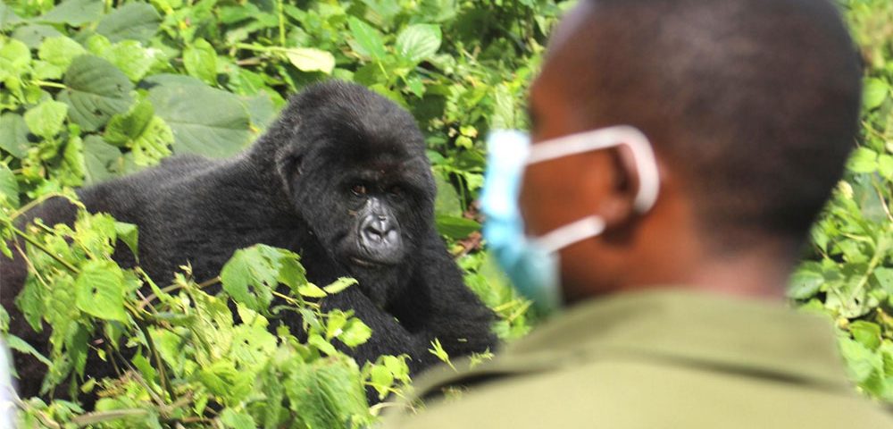 What Fitness Level Is Required for Gorilla Trekking?