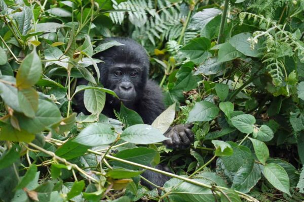 What is the Cheapest Way to See Gorillas in Uganda? What is the Cheapest Way to See Gorillas in Uganda?