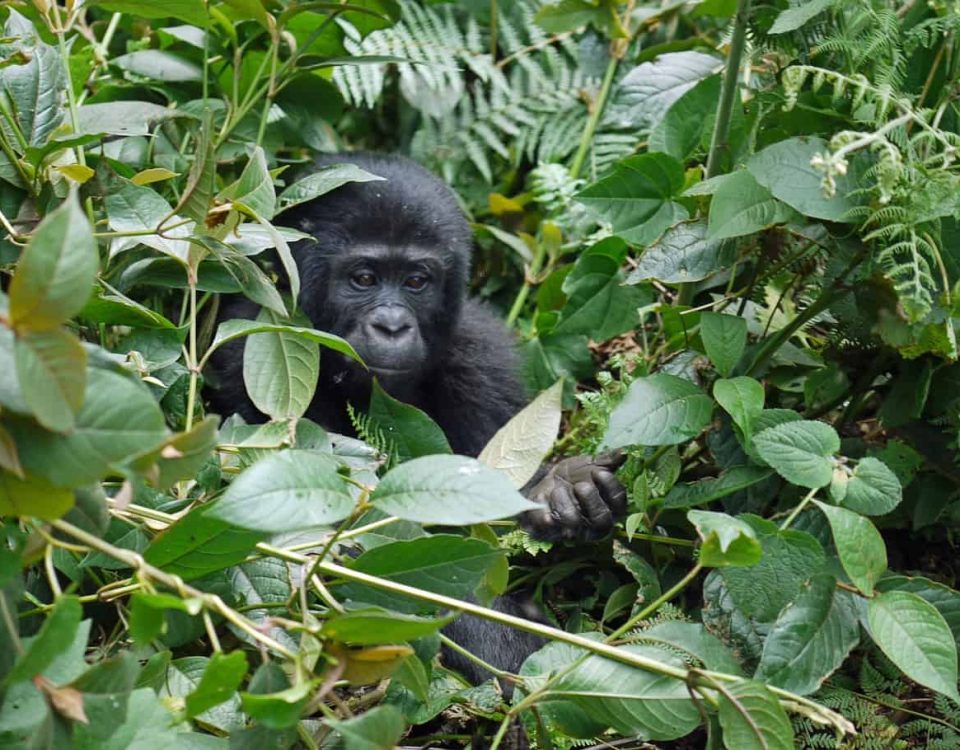 What is the Cheapest Way to See Gorillas in Uganda?