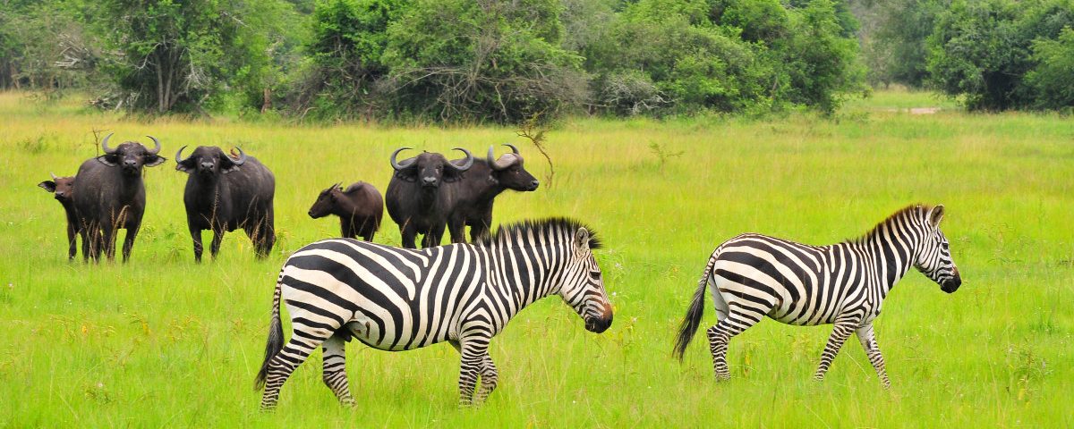 18 Days Uganda Group Safari