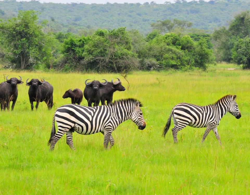 18 Days Uganda Group Safari