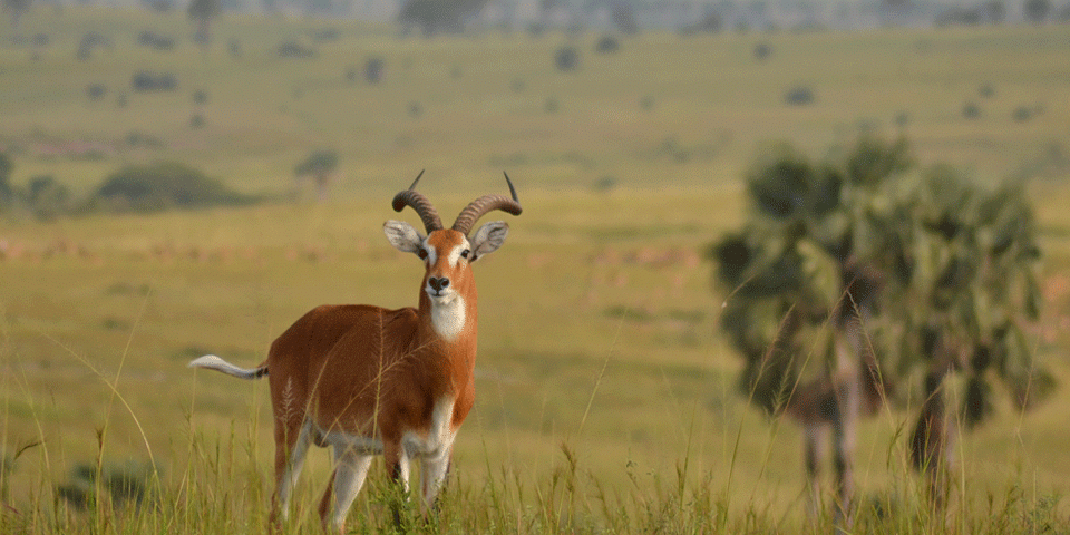 Murchison Falls National Park