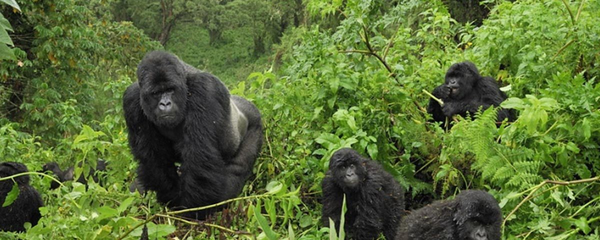 How to Plan Gorillas & Chimpanzee Trekking Safari from Tanzania