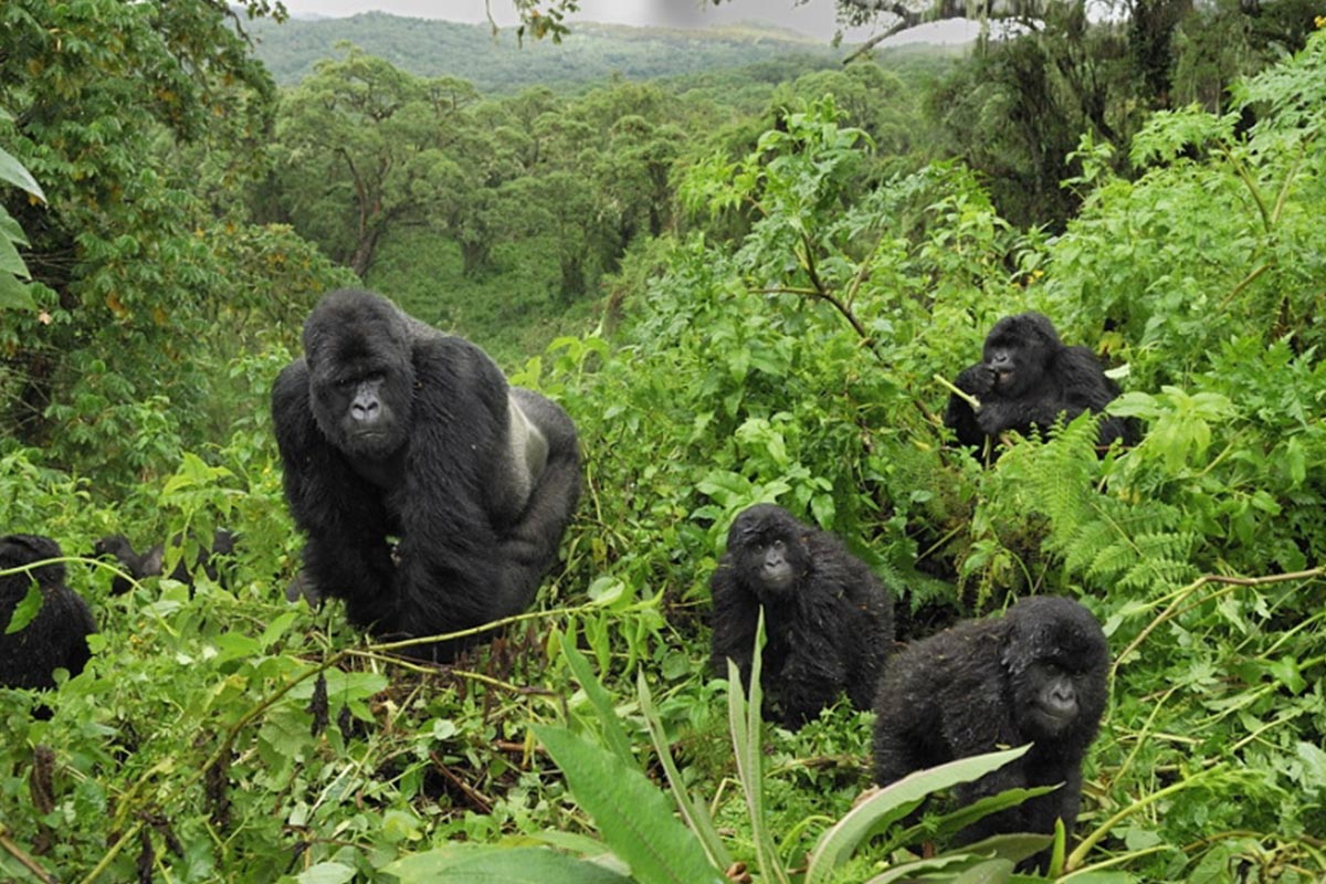 18 Days Uganda Safari
