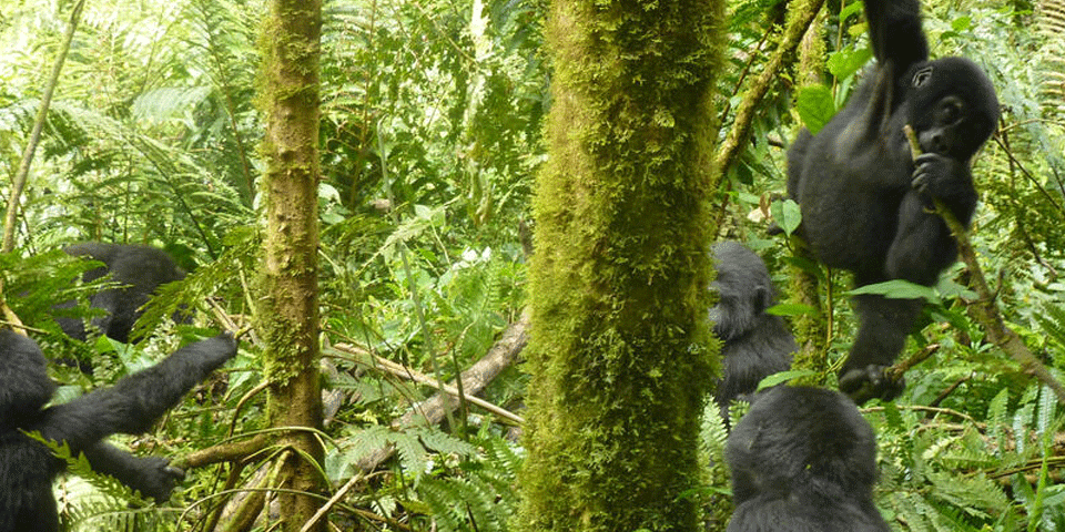 uganda-gorilla--safari