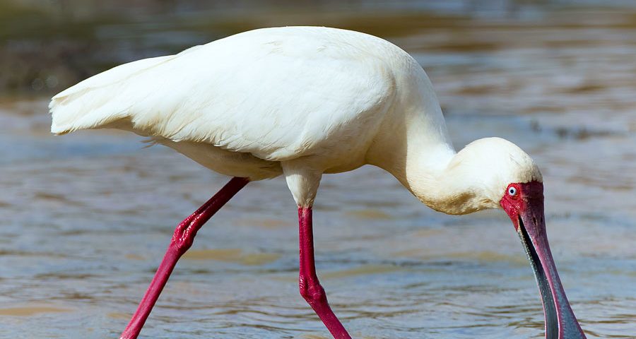 Birding in Kahuzi-Biega National Park