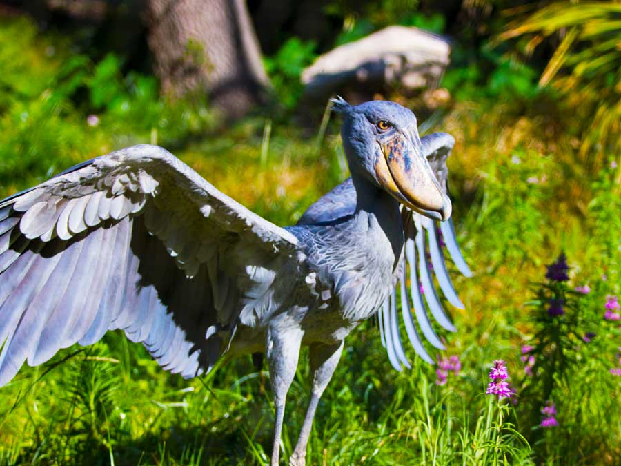 Long Uganda Birding Safaris