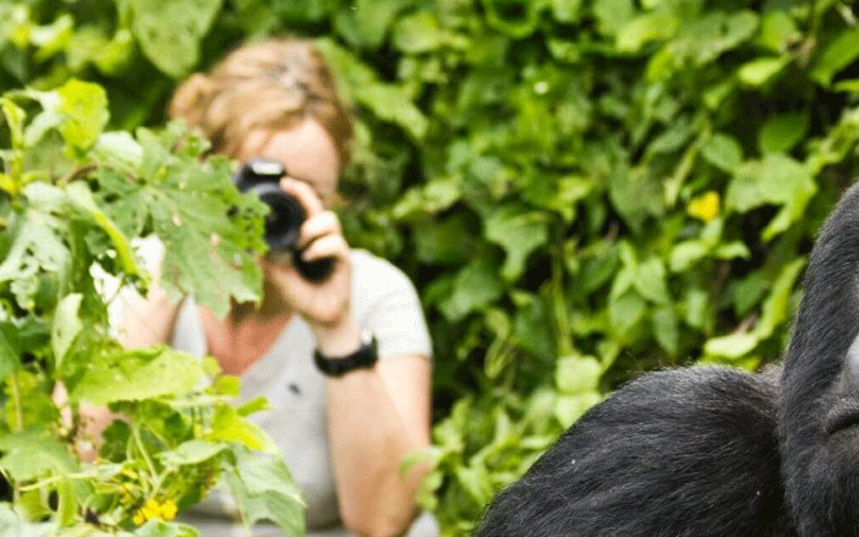 Gorilla Trekking for Honeymoon Adventures in Uganda and Rwanda
