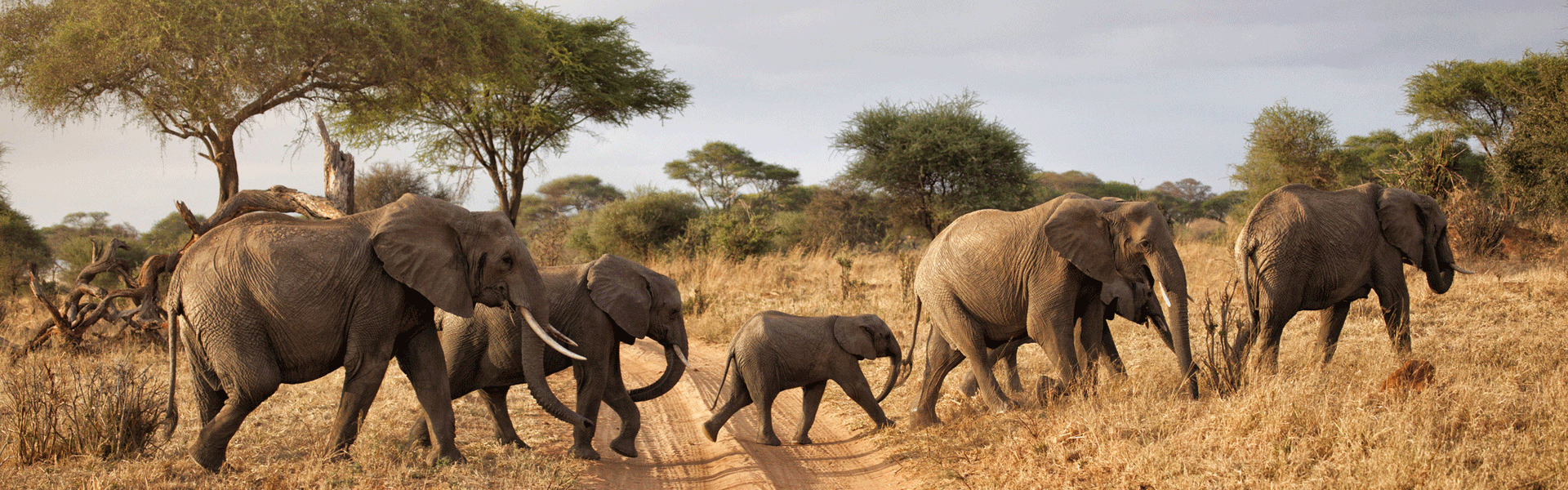 Great Wildebeest Migration 