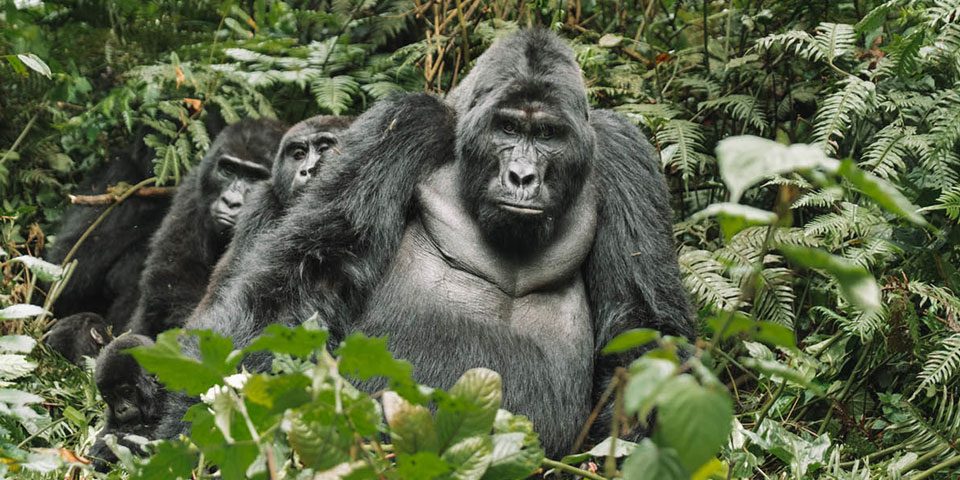 Book a Budget Gorilla Trekking Safari in Uganda