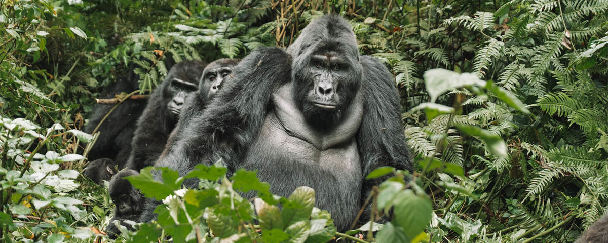 Book a Budget Gorilla Trekking Safari in Uganda