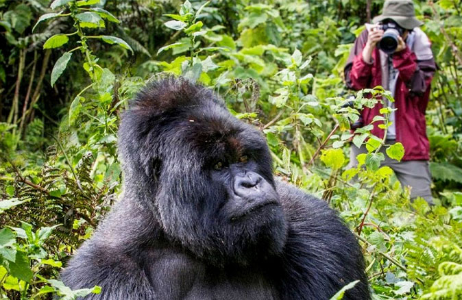 How Much Does It Cost to Go Gorilla Trekking in Congo?