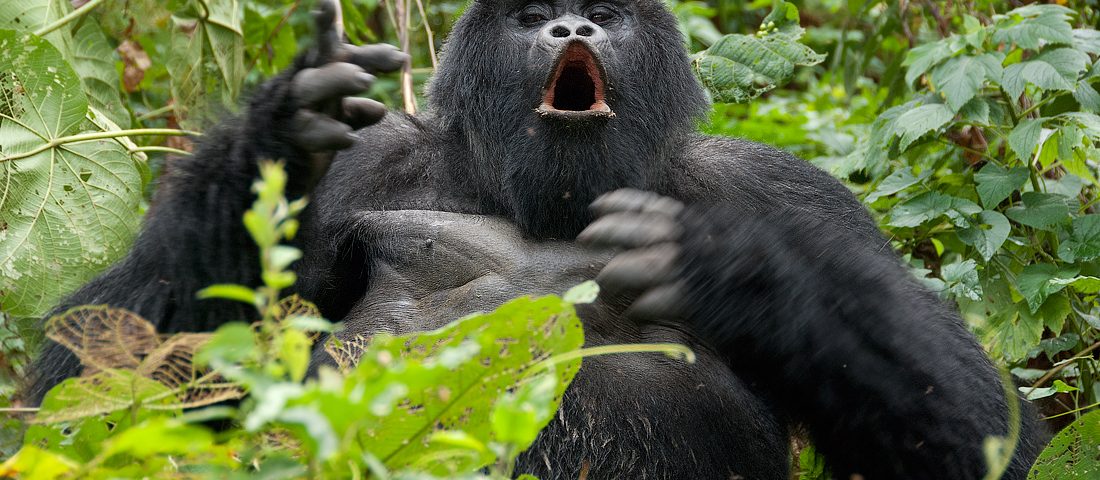 Nyerere National Park