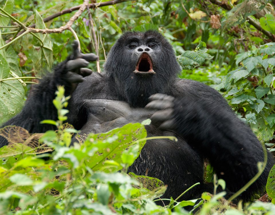 Nyerere National Park