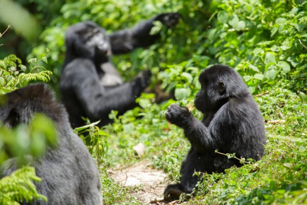 Mountain-Gorilla-scaled-1 Mountain-Gorilla-scaled-1