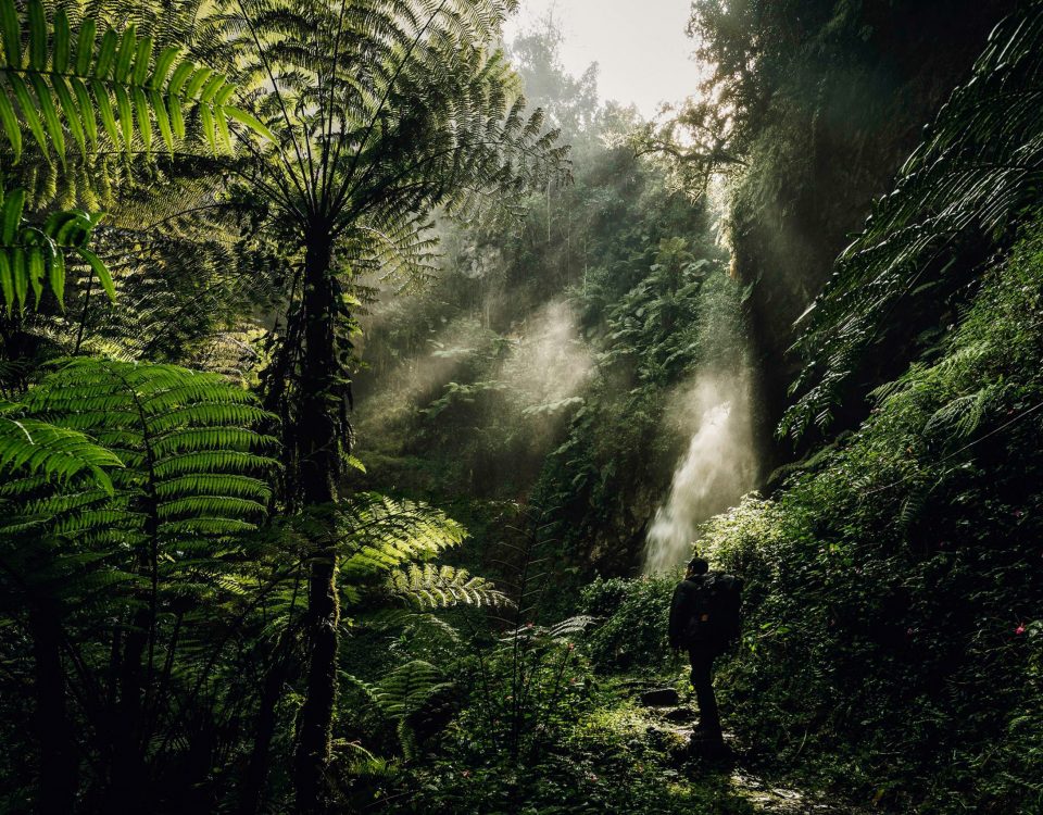Umubasi Waterfall Hiking In Nyungwe!