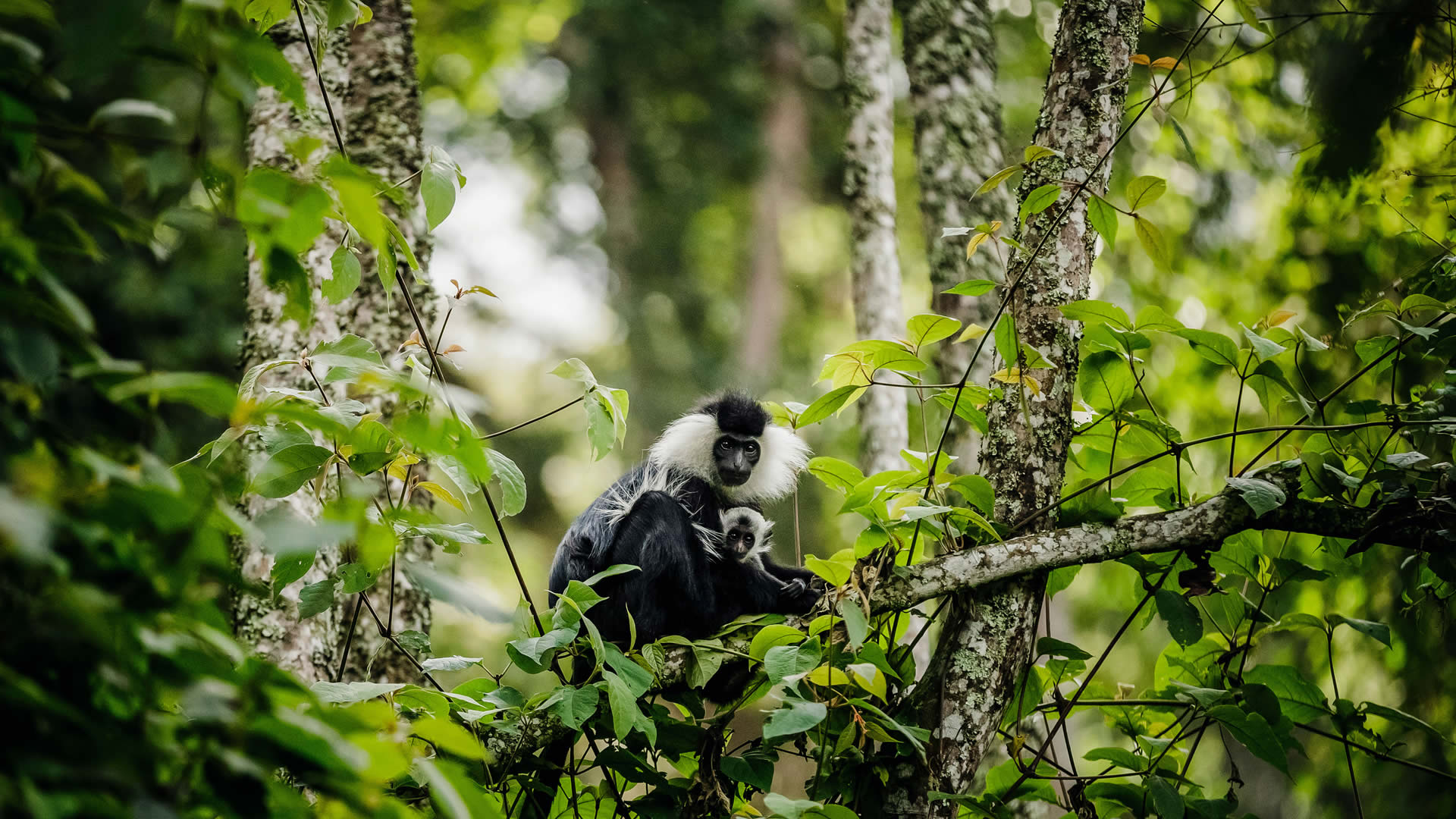 Uganda Chimpanzee Tracking