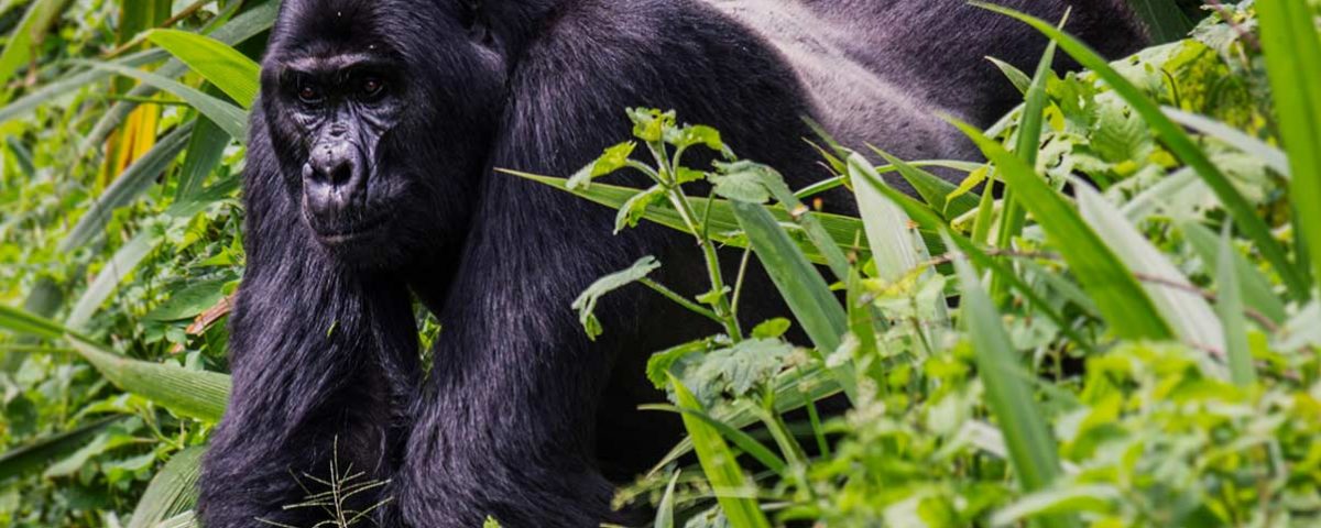 Gorillas and Chimpanzee Trekking from Thailand