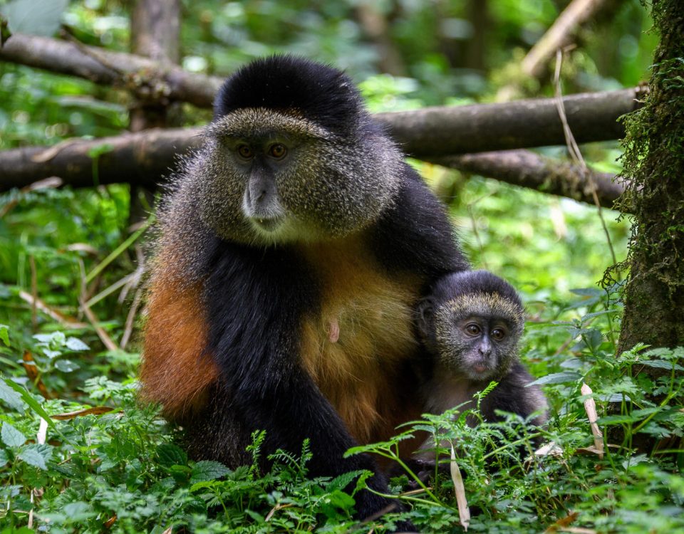 Rwanda Golden Monkey Tracking