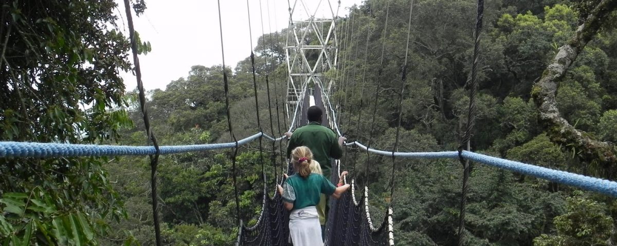 Canopy Walk in Nyungwe
