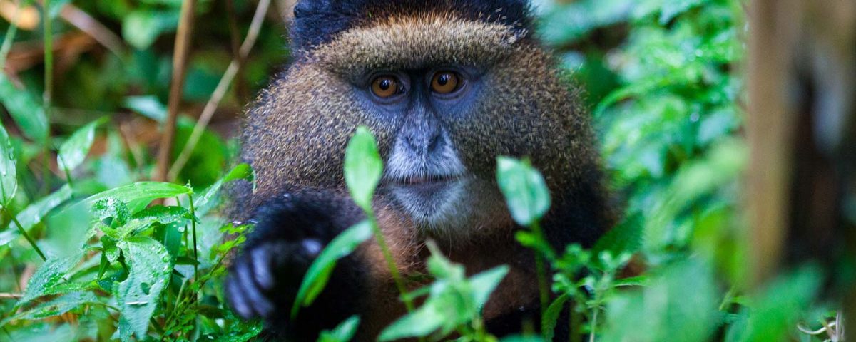 Most Asked Questions About Golden Monkey Trekking in Mgahinga