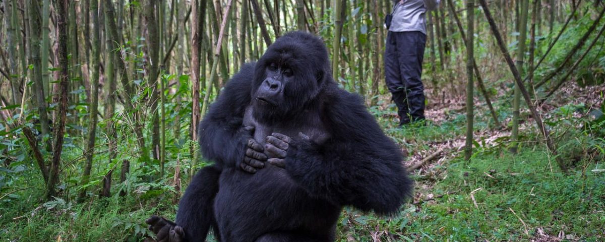 Best Time of Year for Gorilla Trekking in Rwanda and Uganda