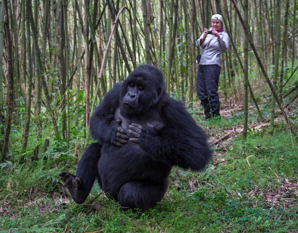 Best Time of Year for Gorilla Trekking in Rwanda and Uganda