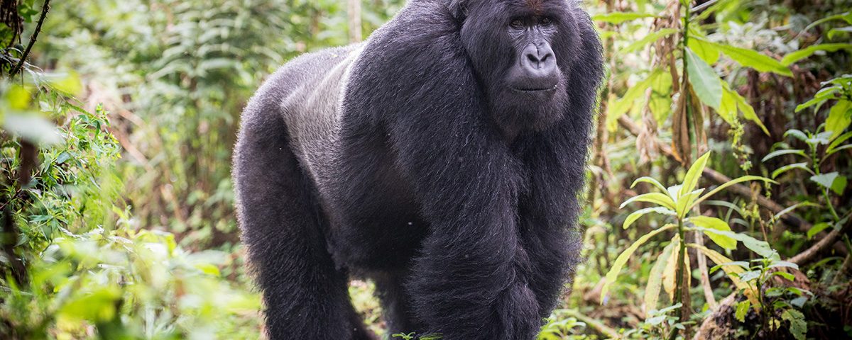 How Do I Get a Gorilla Trekking Permit