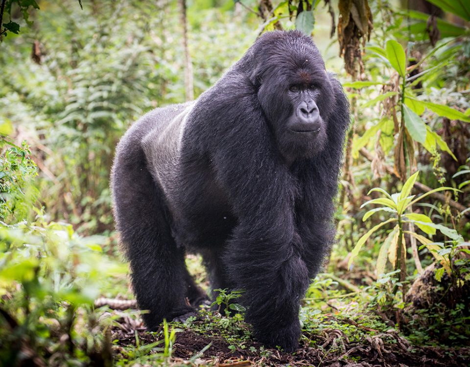 How Do I Get a Gorilla Trekking Permit
