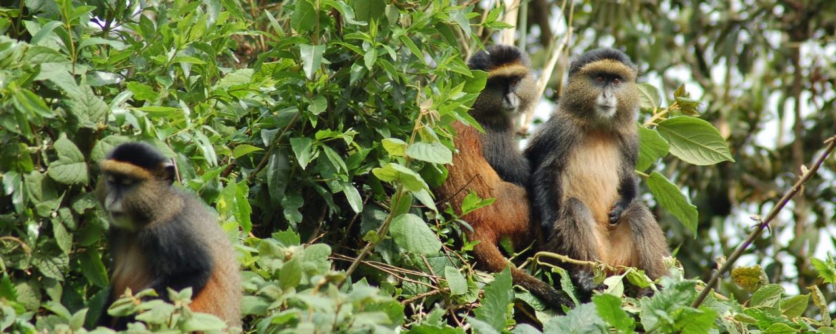 Rwanda Golden Monkey Tracking
