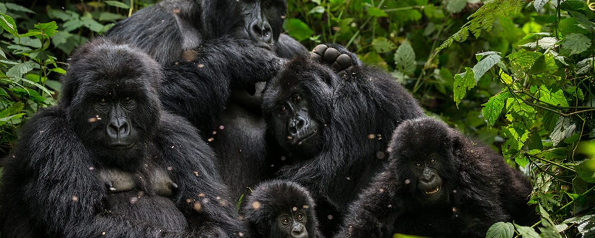 Gorillas and Chimpanzee Trekking from Thailand