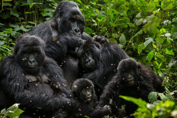 Gorillas and Chimpanzee Trekking from Thailand