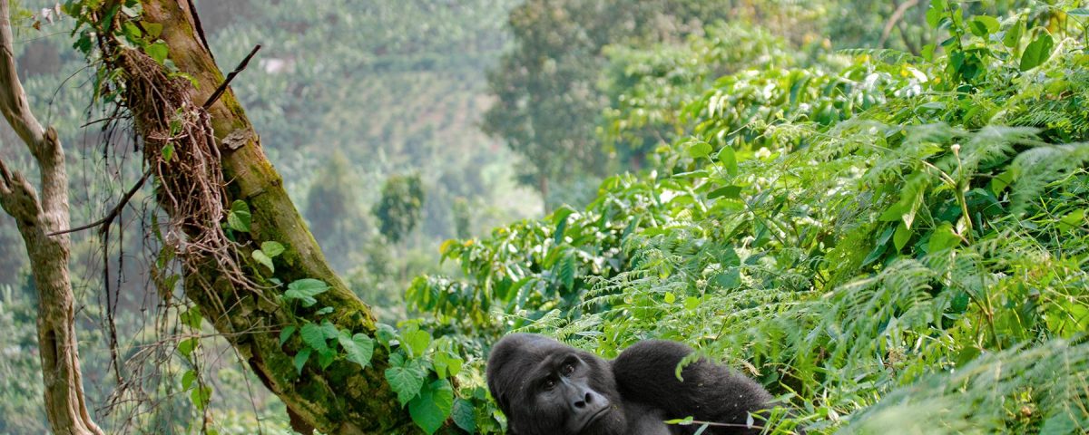 How to Get to Virunga National Park Congo from Rwanda?