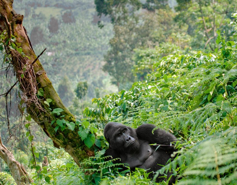 How to Get to Virunga National Park Congo from Rwanda?