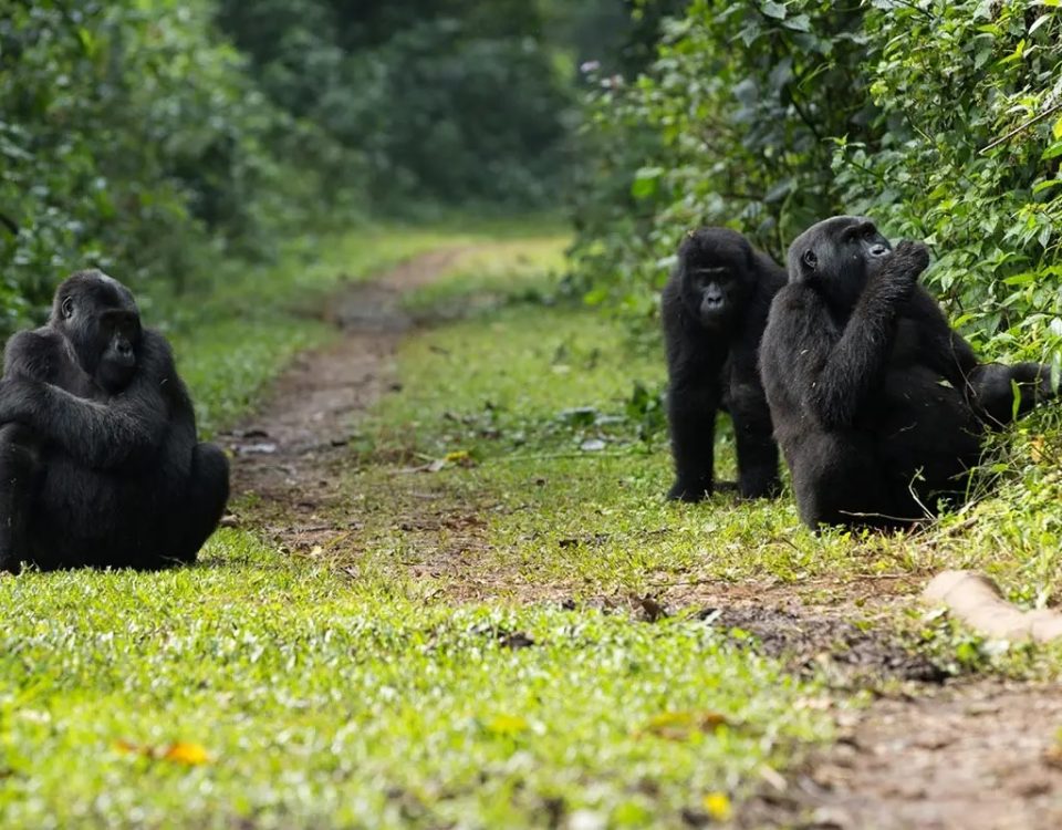 What is Known Most About Volcanoes National Park in Rwanda?
