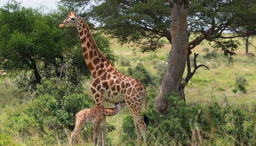 Exploring the Wonders of Masai Mara