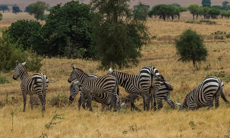 7 Things You Should Not Miss on a Safari in East Africa