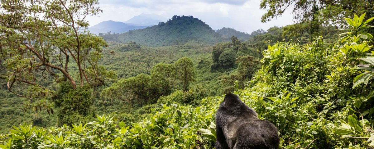 Pros and Cons of Exploring Rwanda in the High Season