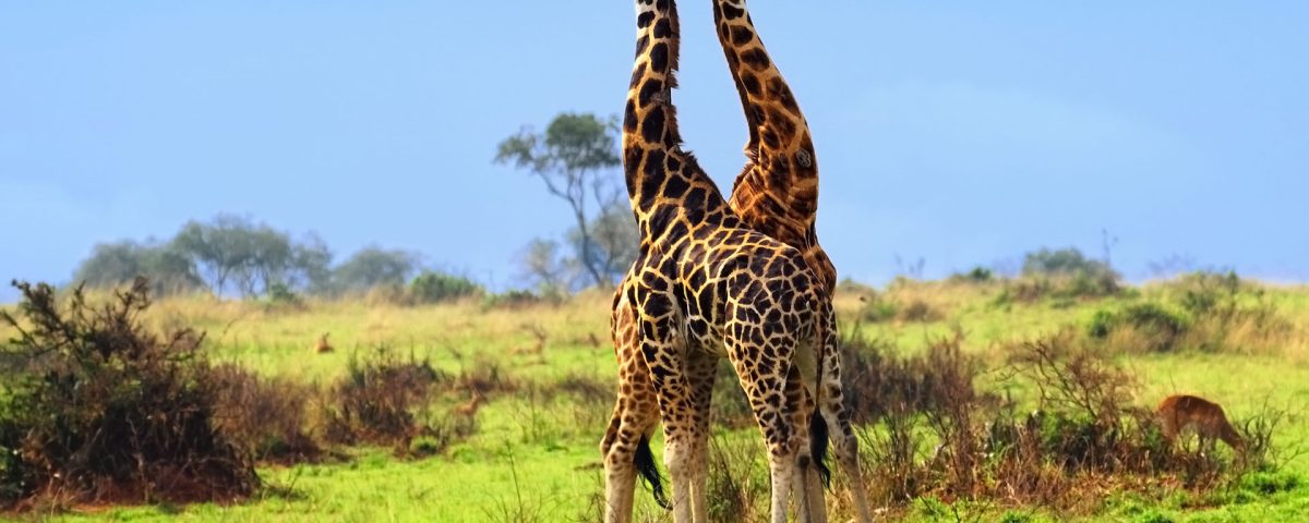 5 Days Kidepo National Park Safari