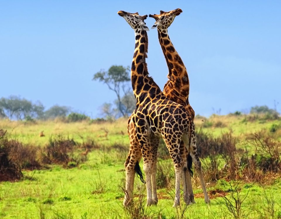 5 Days Kidepo National Park Safari