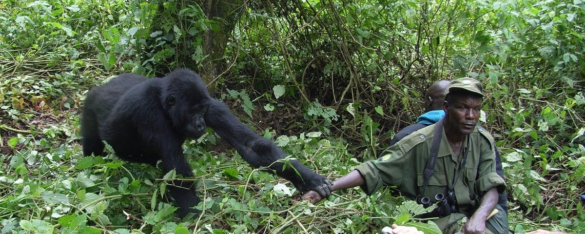 Where Is the Cheapest Place to See Gorillas in the Wild?