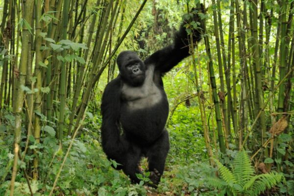 Gorillas & Chimpanzee Trekking Uganda or Rwanda from Europe
