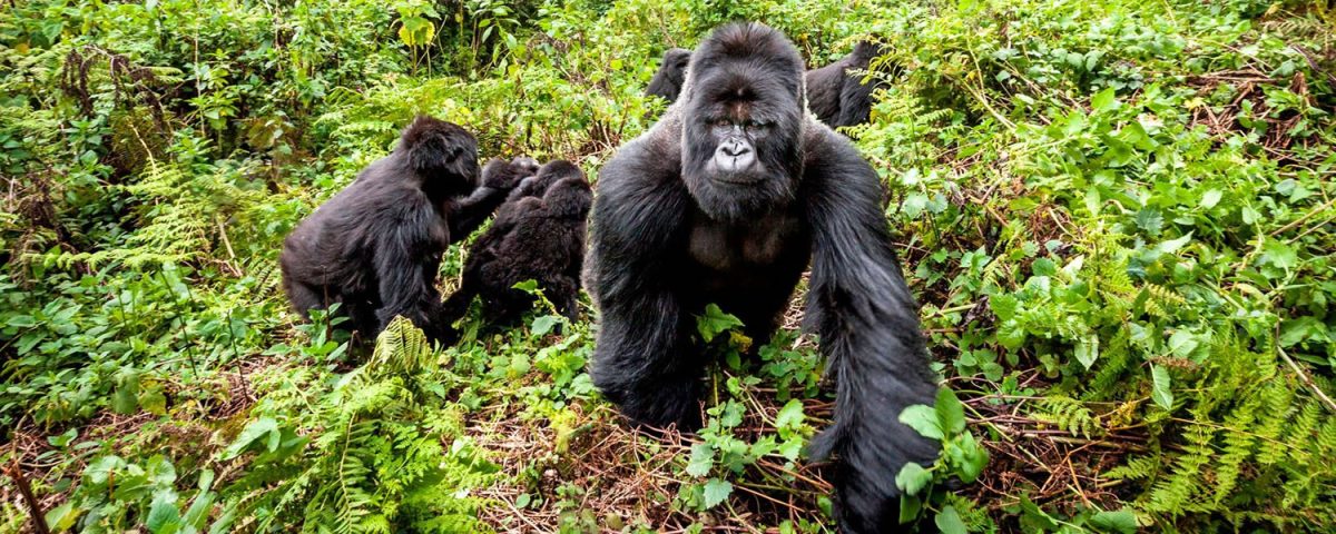 Honeymoon Gorilla Trekking and Wildlife Tour in Rwanda