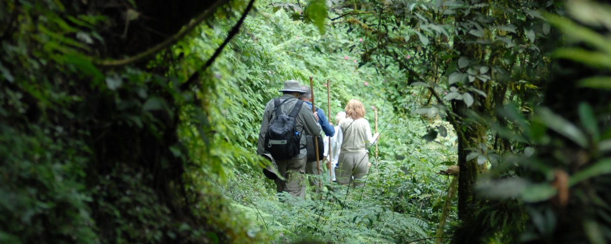 Best Time of Year for Gorilla Trekking in Rwanda and Uganda