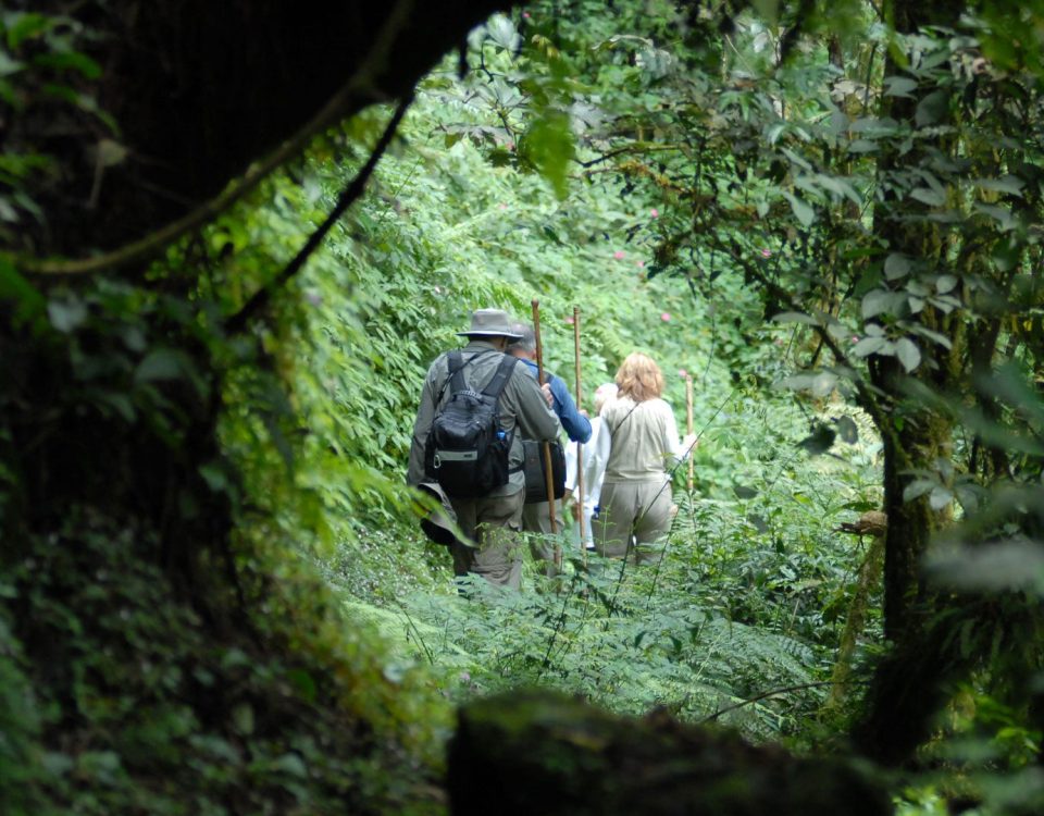 Best Time of Year for Gorilla Trekking in Rwanda and Uganda