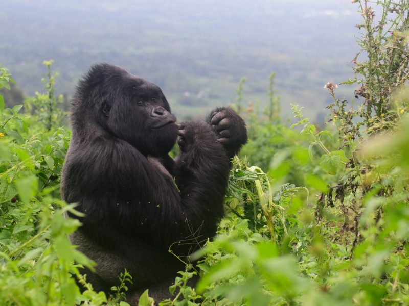 Why Going on a Gorilla Trek in the Off-Season is Preferable Why Going on a Gorilla Trek in the Off-Season is Preferable