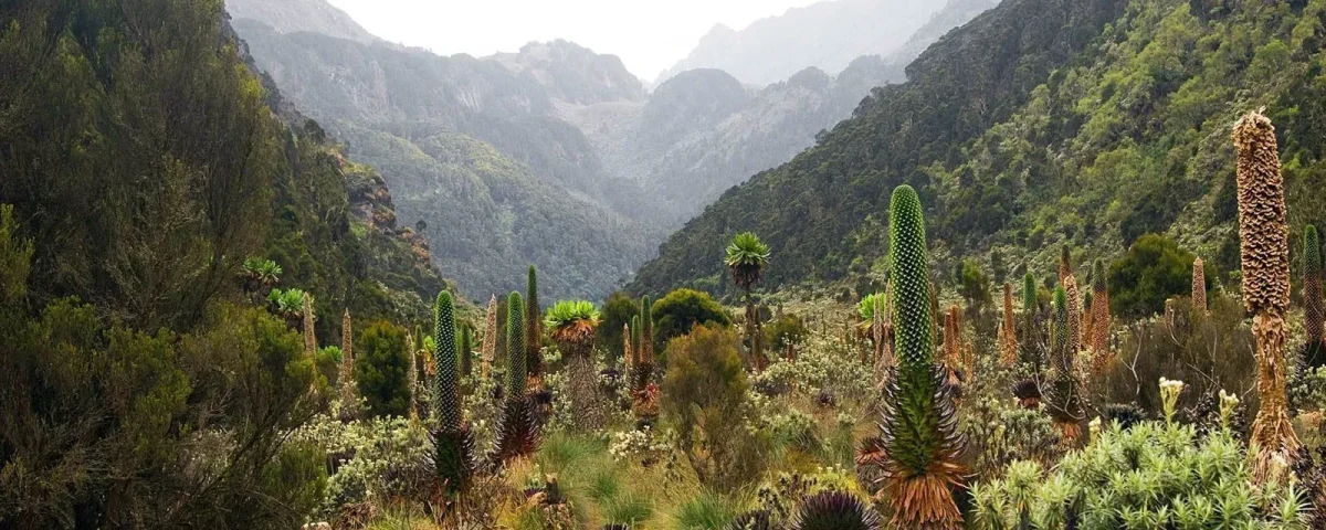 Exploring Rwenzori Mountain Vegetation