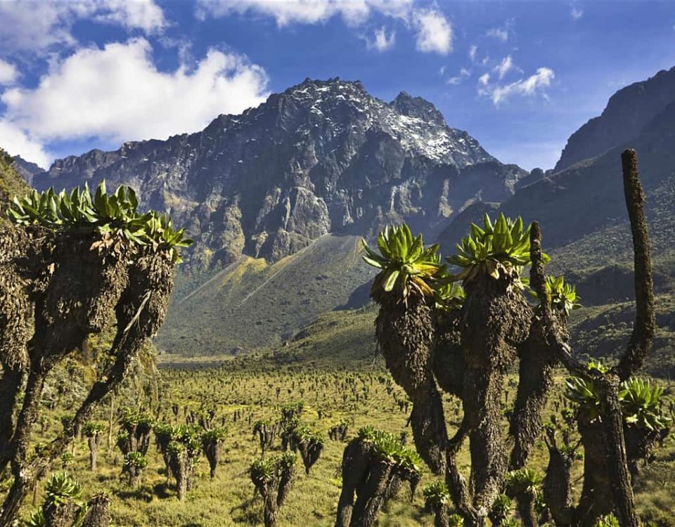 Rwenzori Mountains National Park